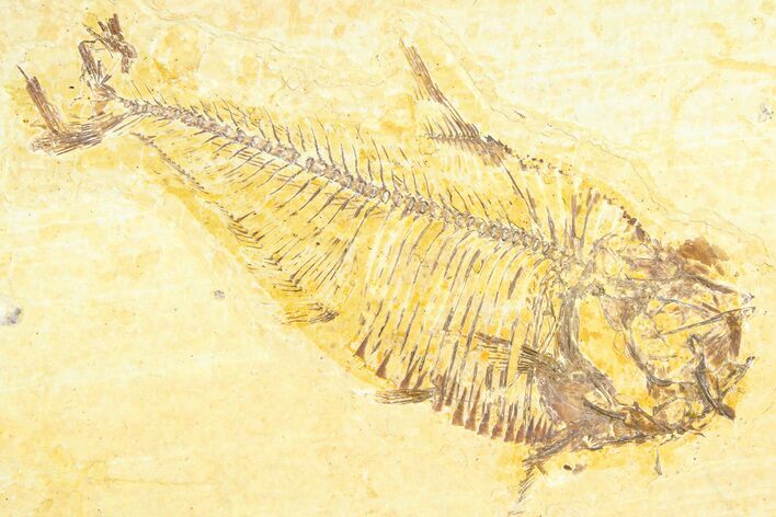 Bargain, Fossil Fish (Diplomystus) - Wyoming #360739
